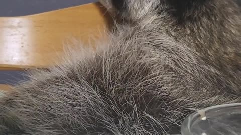 Raccoon burps like a human after eating all the fruit