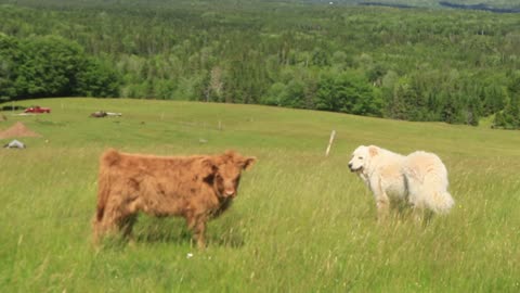 Calf and dog run away in perfectly synchronized departure