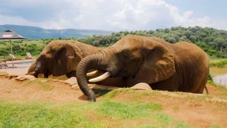 Elephant eating video