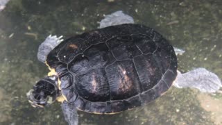 Cute little turtle swimming