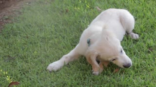 Playing White dog