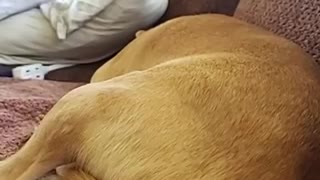 THIS DOG DOES NOT LIKE TO BE TOUCHED