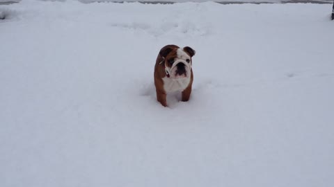 Puppy enjoys first snowfall