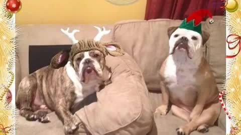 Grinch bulldog has hysterical reaction to everything Christmas