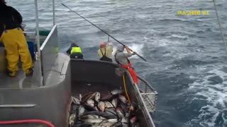 Amazing Fast Tuna Fishing Skill, Catching Fish Big on The Sea