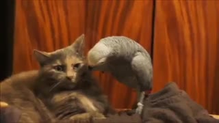 The parrot is joking with his cat friend