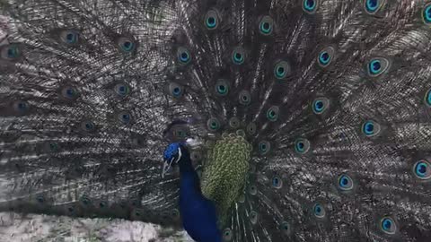 Skywalker the peacock