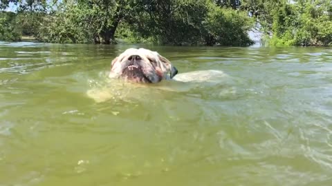Buddha the bulldog gives swimming lesson