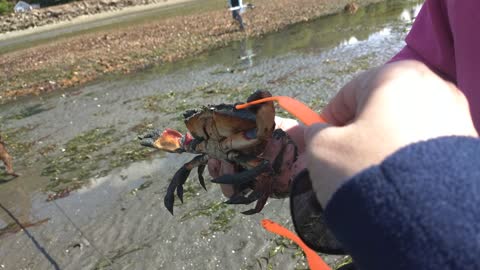 Crab Likes Sunglasses
