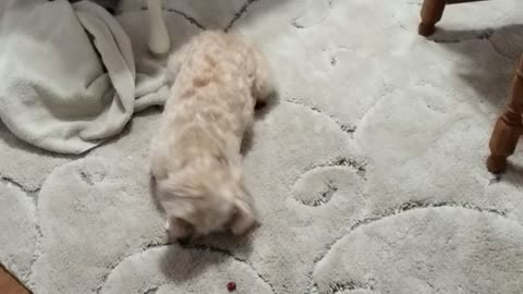 Puppy playing with her food