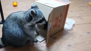 Raccoon plays in empty cardboard box just like a cat