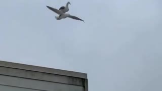 Birds have started skydiving