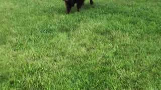 Calf Plays with his Dog Friends