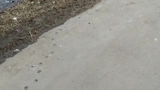 The dog walks along the street.