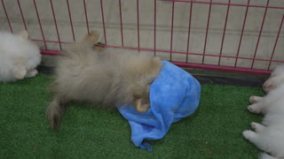 Pomeranian Dogs Playing With Fun Blue Clothes