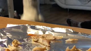 Doggy Smells Delicious Chicken