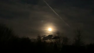 Coyotes yelping with the full moon