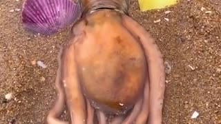 Octopus Returns to His Home