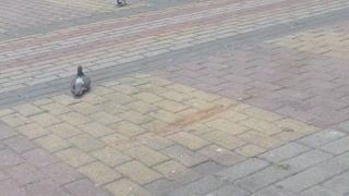 alimentendo os pombos na estação ônibus pt13