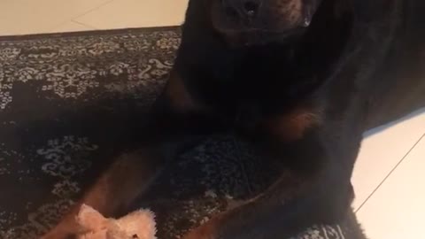 Rottweiler laying on floor sings along to "talk dirty to me"
