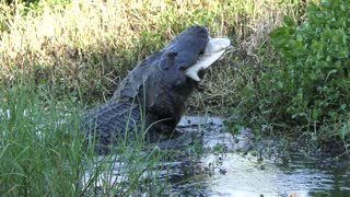 Alligator eating a large softshell turtle in Florida wetlands