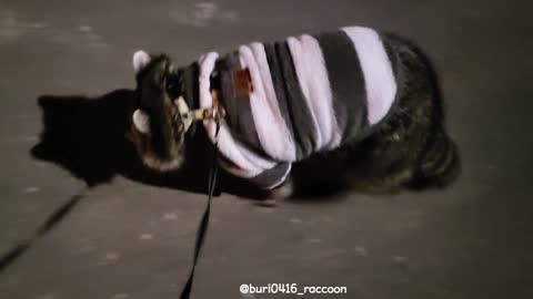 Despite the cold weather, raccoon walks with their tail-like clothes.