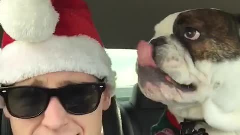 Dog thinks owner's Santa hat is chew toy