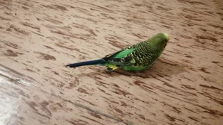 The green parrot is on the floor in my house.