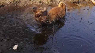 Dog Does Mind the Mud