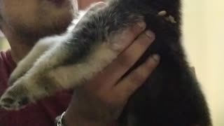 German Shepherd Puppy Howls Back to Owner