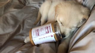 Enzo Discovers the Delicious Taste of Peanut Butter
