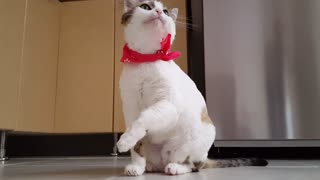 white cat with scarf