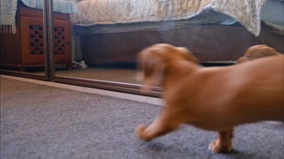 Cute puppy React On Mirror