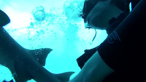 Nurse Shark Removes a Diver’s Regulator