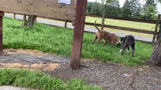 German Shepherd Attacks the other dog