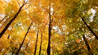 Beautiful NATURE - Autumn Forest Walking
