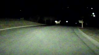 Deer Crossing the Road - March 17, 2021