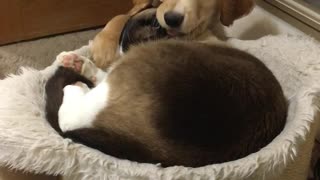 Golden Retriever puppy harasses Snowshoe cat