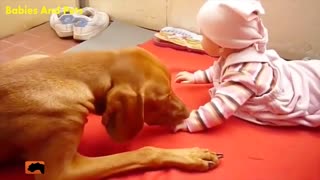 Fun with baby and dog Compilation, very cute