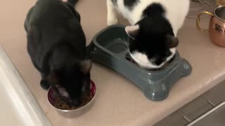 Harmony between cats