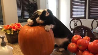 Cat Loves Cuddling With Pumpkin