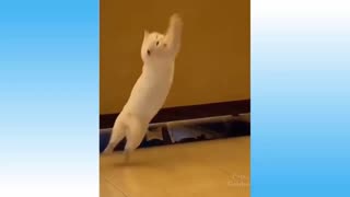 Cat catching ball!