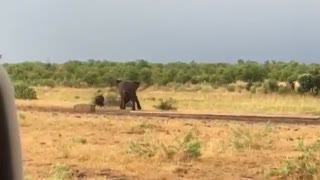 Elephant attacks buffalo