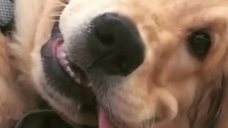 Goofy dog makes ridiculous face for the camera