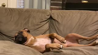 Hilarious doggy just can't seem to get comfortable
