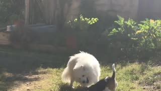 Adorable puppies are having fun wrestling eachother