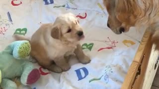 Golden Retriever's reaction to a litter of puppies is absolutely priceless