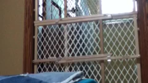 Dog Climbs Baby Gates To Escape