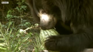 Deadly Sloth Bears Fight over Food