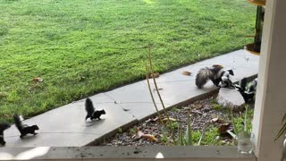 Mama Skunk Has Her Paws Full With Six Babies